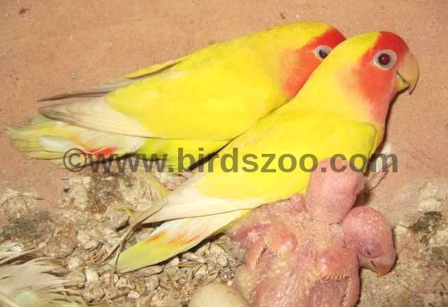 lovebirds breeding formula