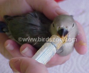  Hand-feeding formula via syringe