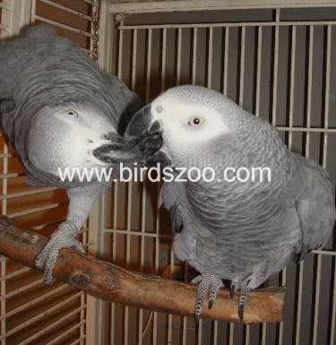 grey parrot breeding