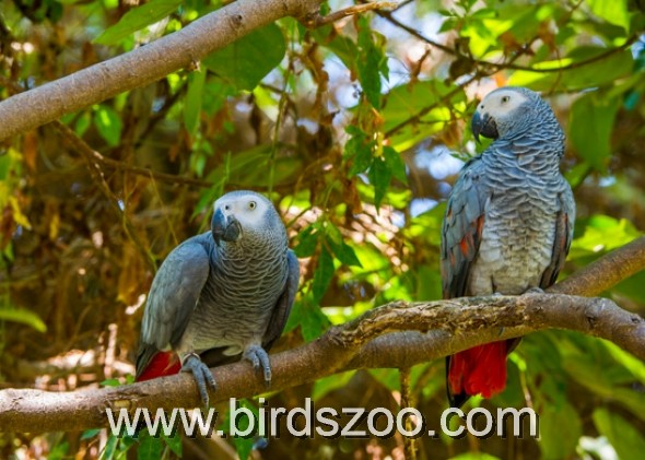 sexing grey parrot