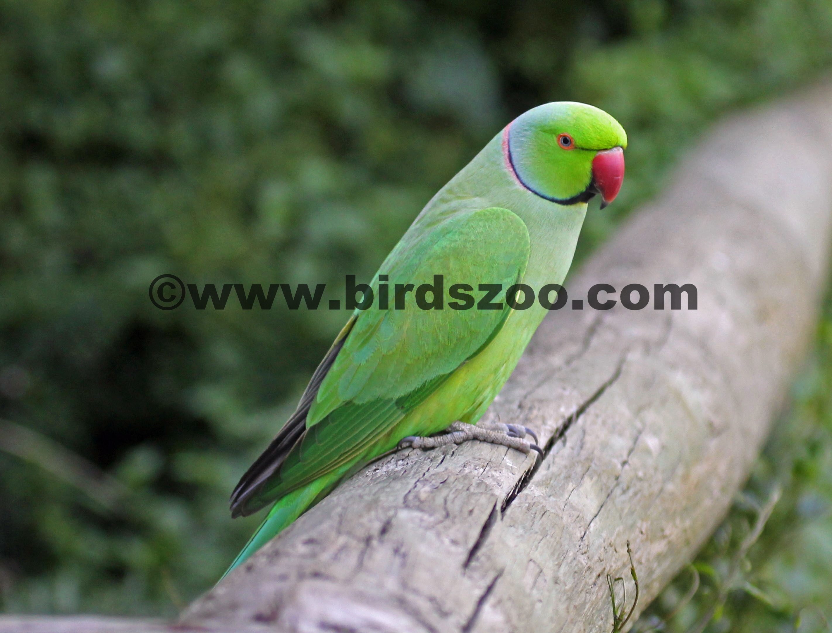 Rose-ringed parakeet - Wikipedia