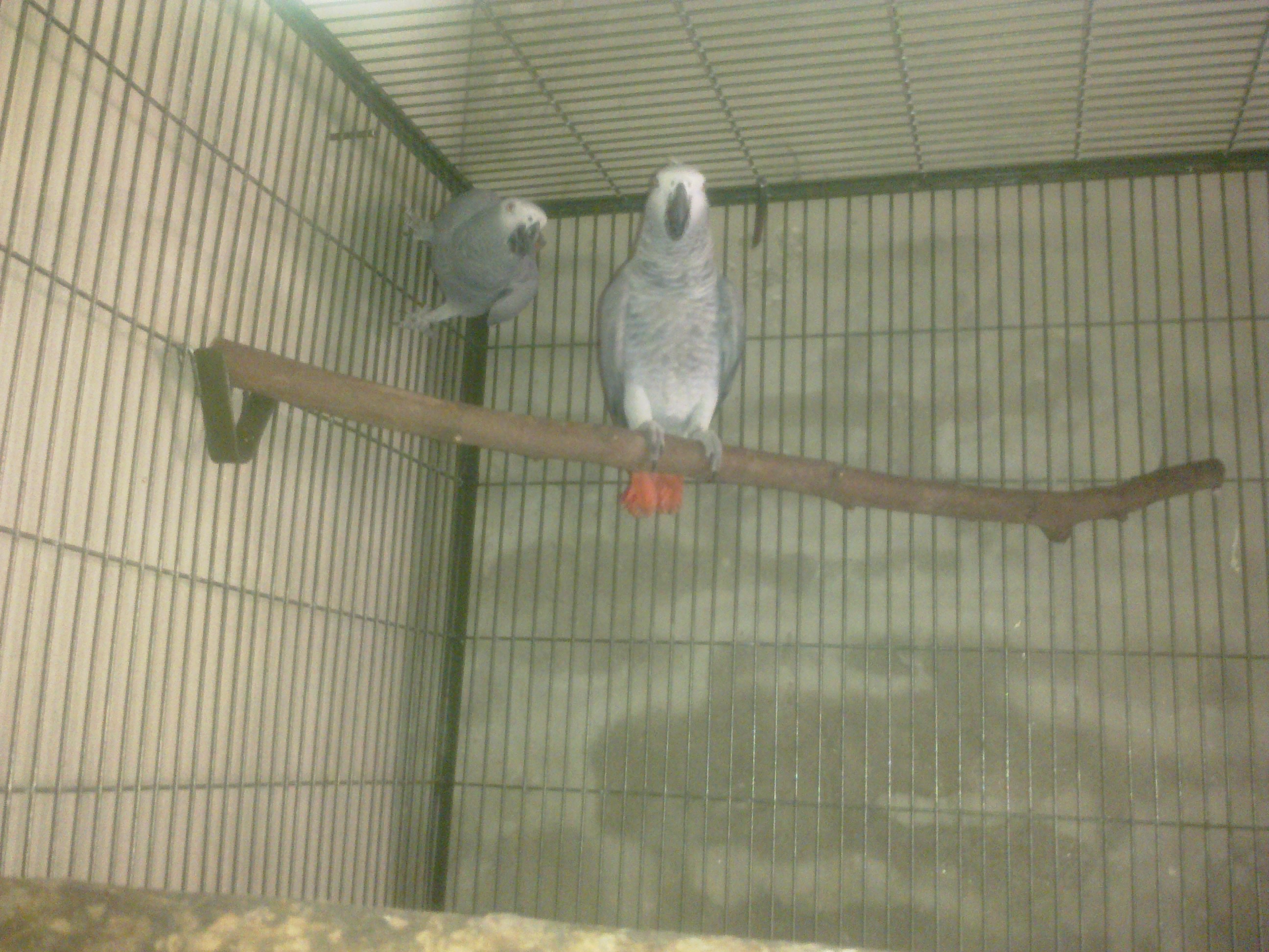 Congo African Grey