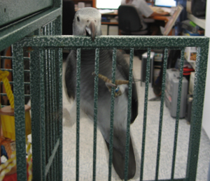 grey parrot cage information