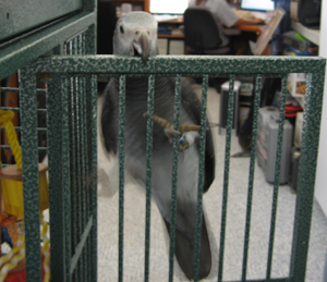 African Grey Cage