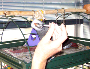 African Grey Care