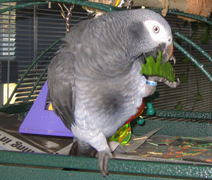 congo african grey