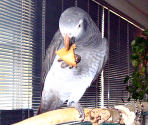 congo african grey