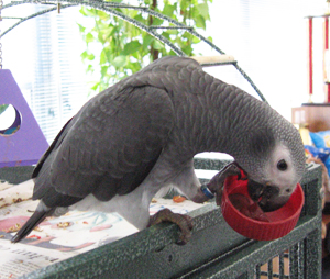 African Grey Diet