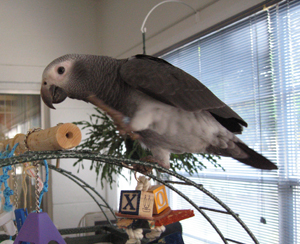 African Grey Healthy Signs