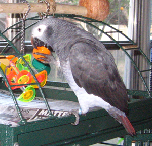 African Grey Timneh