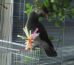 African Grey Toys 2