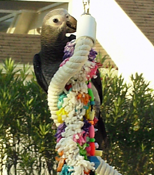 African Grey Toys 4