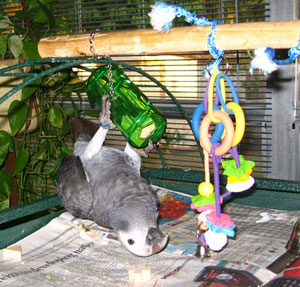 african gray toys