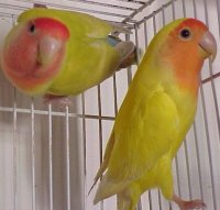 lovebirds mutation