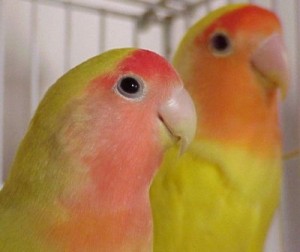 lovebirds mutation