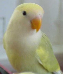 dutch blue pied lovebird