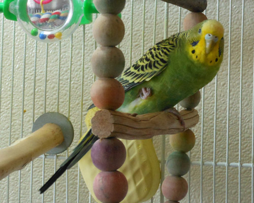 budgies mutation