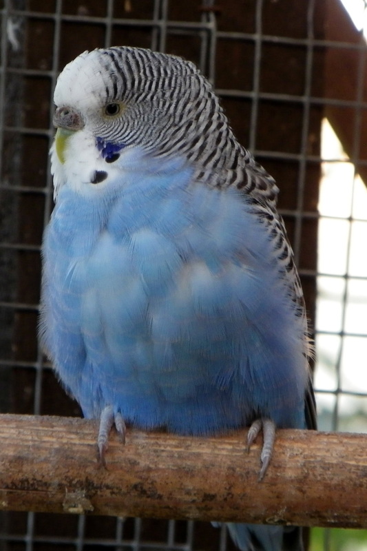 budgies mutation