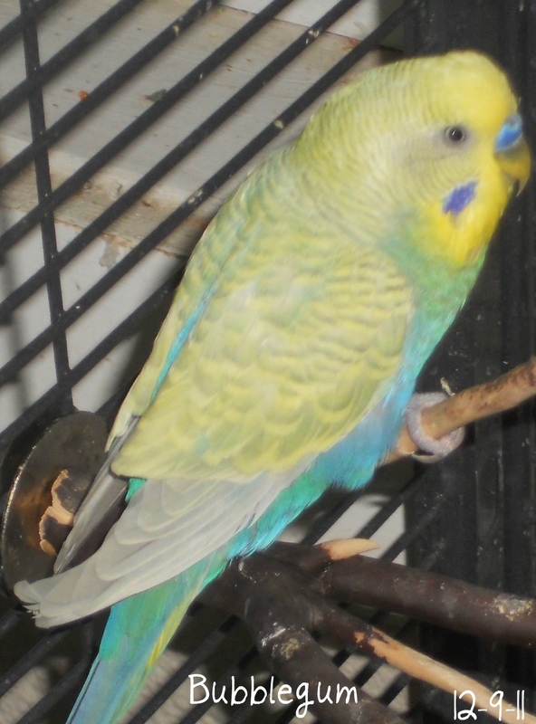 budgies mutation