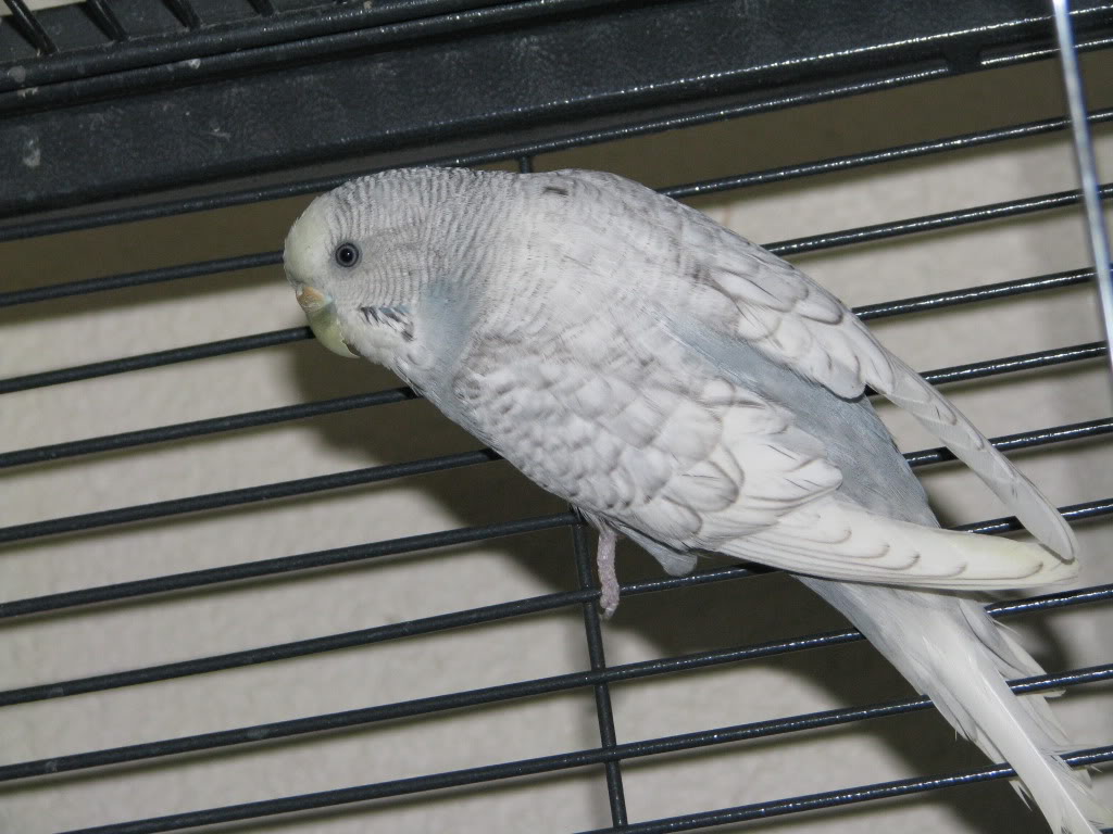 budgies mutation