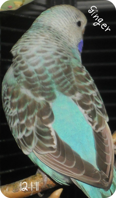 budgies mutation