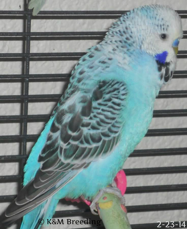 budgies mutation