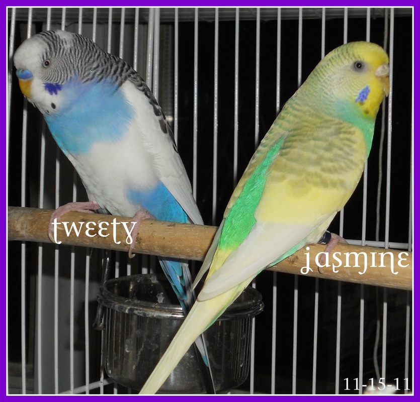 budgies mutation