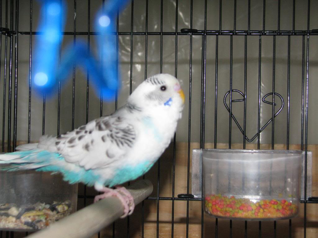 budgies mutation