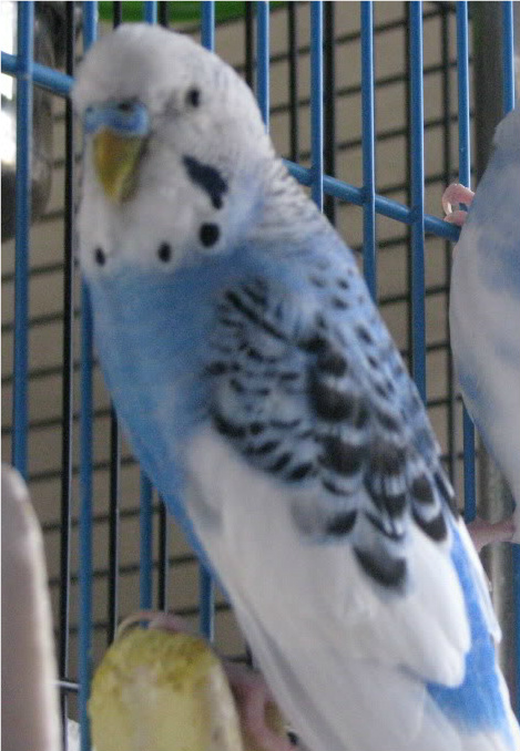 budgies mutation