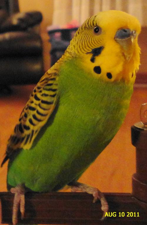 Budgies10