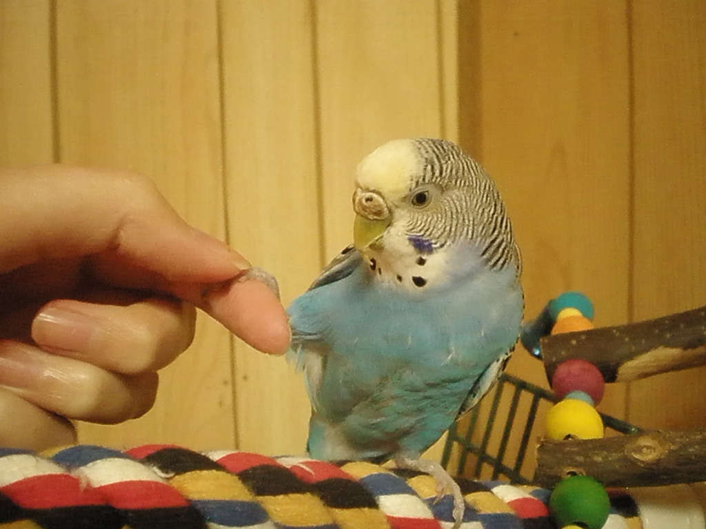 budgies mutation