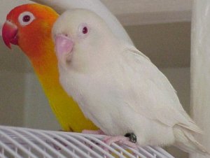 lovebirds mutation