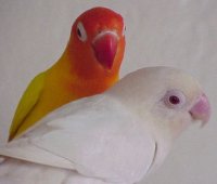 lovebirds mutation