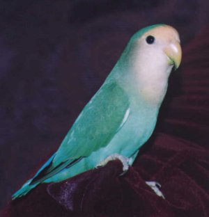 blue lovebird