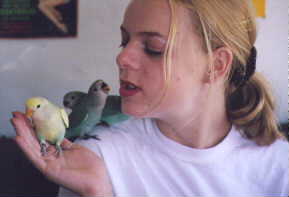 Hand-fed lovebird babies