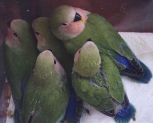 Green violet babies in the brooder