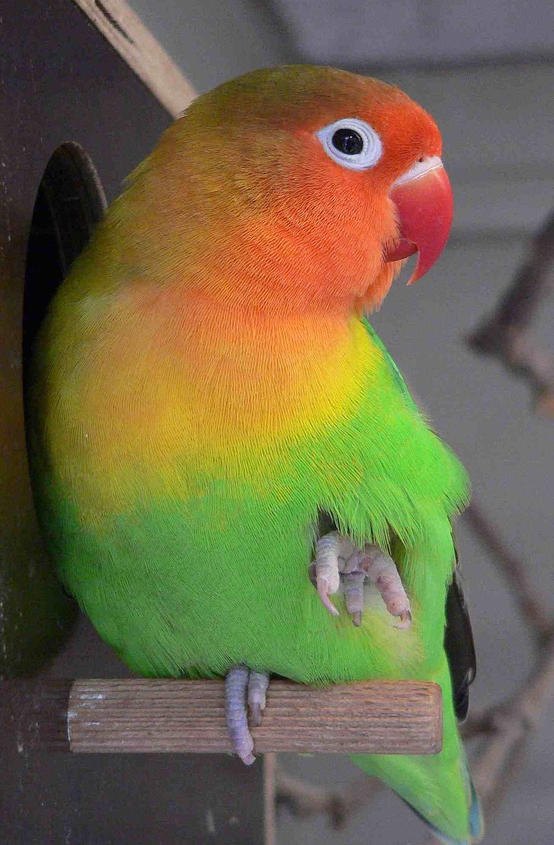 Lovebird