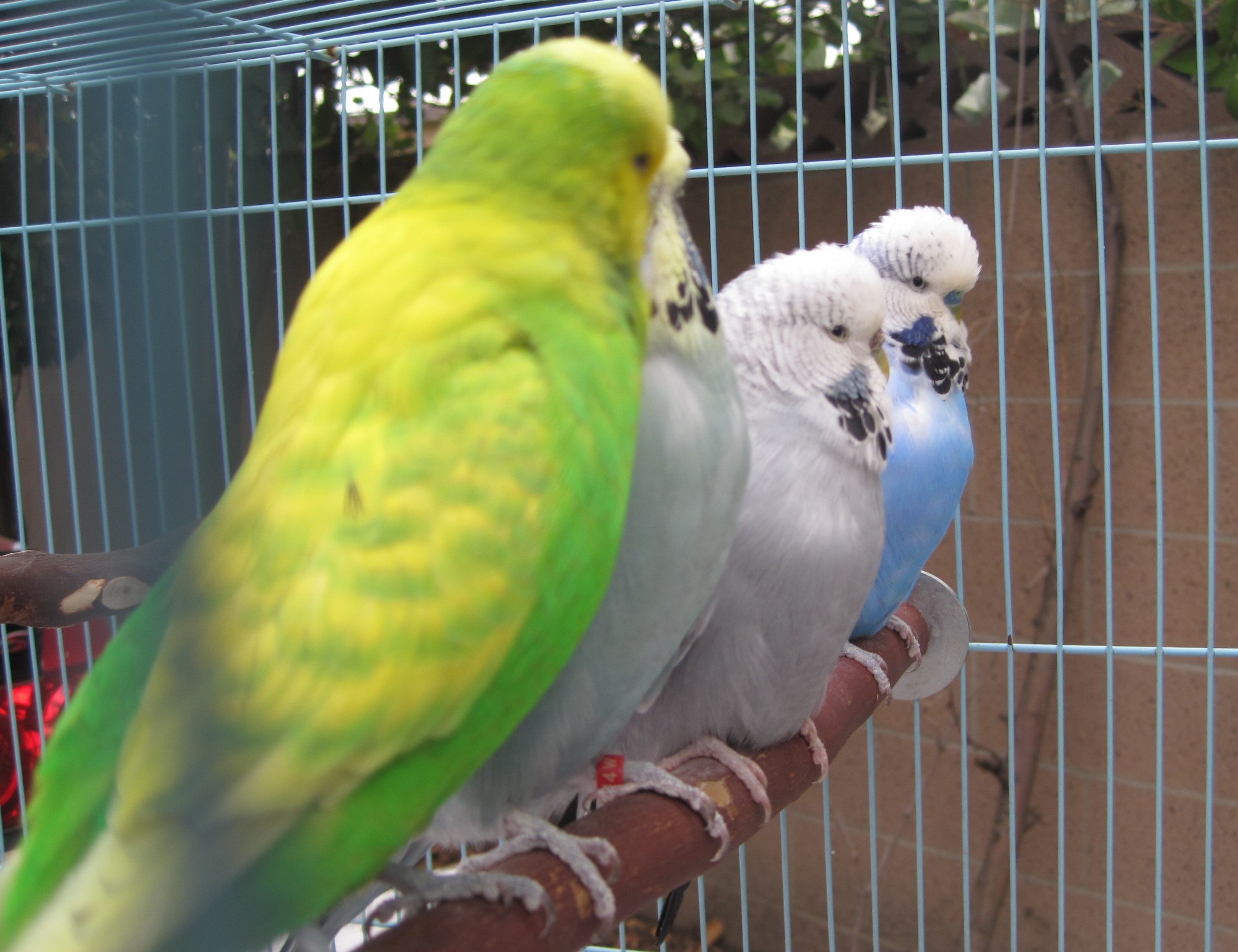 buying a parakeet