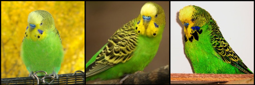 budgies mutation