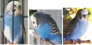 budgies mutation