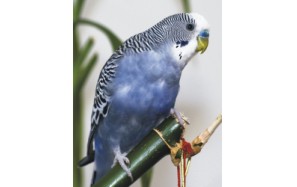 budgies mutation