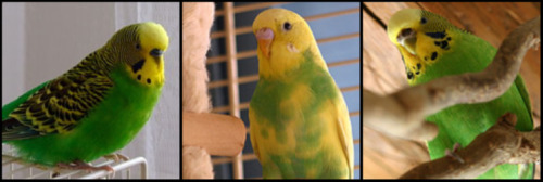 budgies mutation