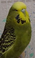 budgies mutation